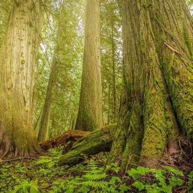 The last-remaining Inland Temperate Rainforest on Earth | Photo by alpenglowphoto.ca