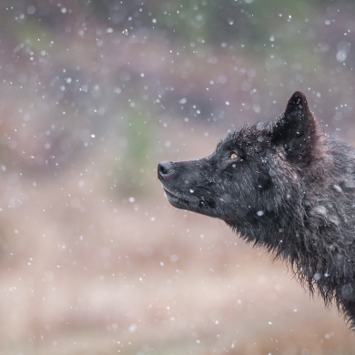 Kootenay wolf | Photo by Jesse Schpakowski