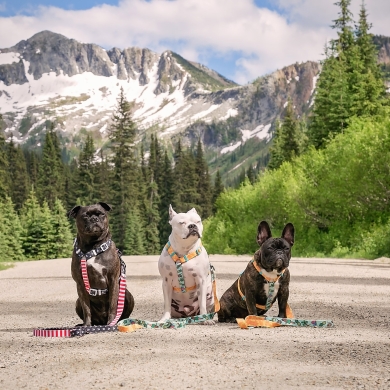 Three dogs wearing brightly coloured harnesses sitting on a dirt road with large mountains in the background.