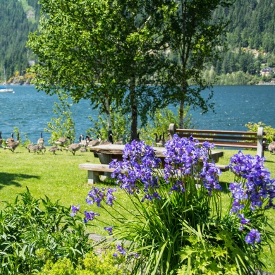 Purple flowers with Canadian Geese and Kootenay Lake in the background at Lakeside Park in Nelson, BC