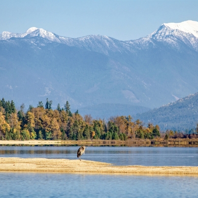 A heron standing on a sand spit near Nelson, BC
