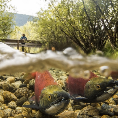 A person standing on a bridge at Kokanee Creek Provincial Park watching Kokanee Salmon spawning near Nelson, BC