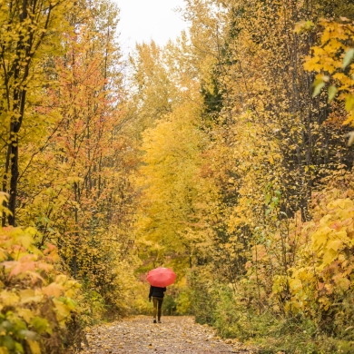 A person walking on the Great Northern Rail Trail with vibrant fall colours all around them