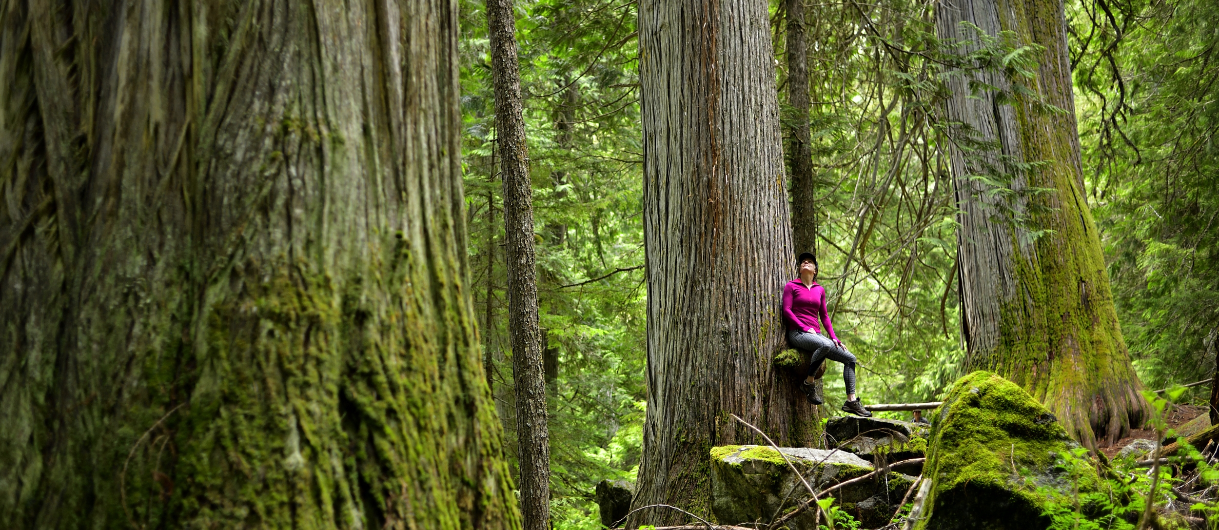 Woman sitting on a stump in the woods surrounded by old growth trees.