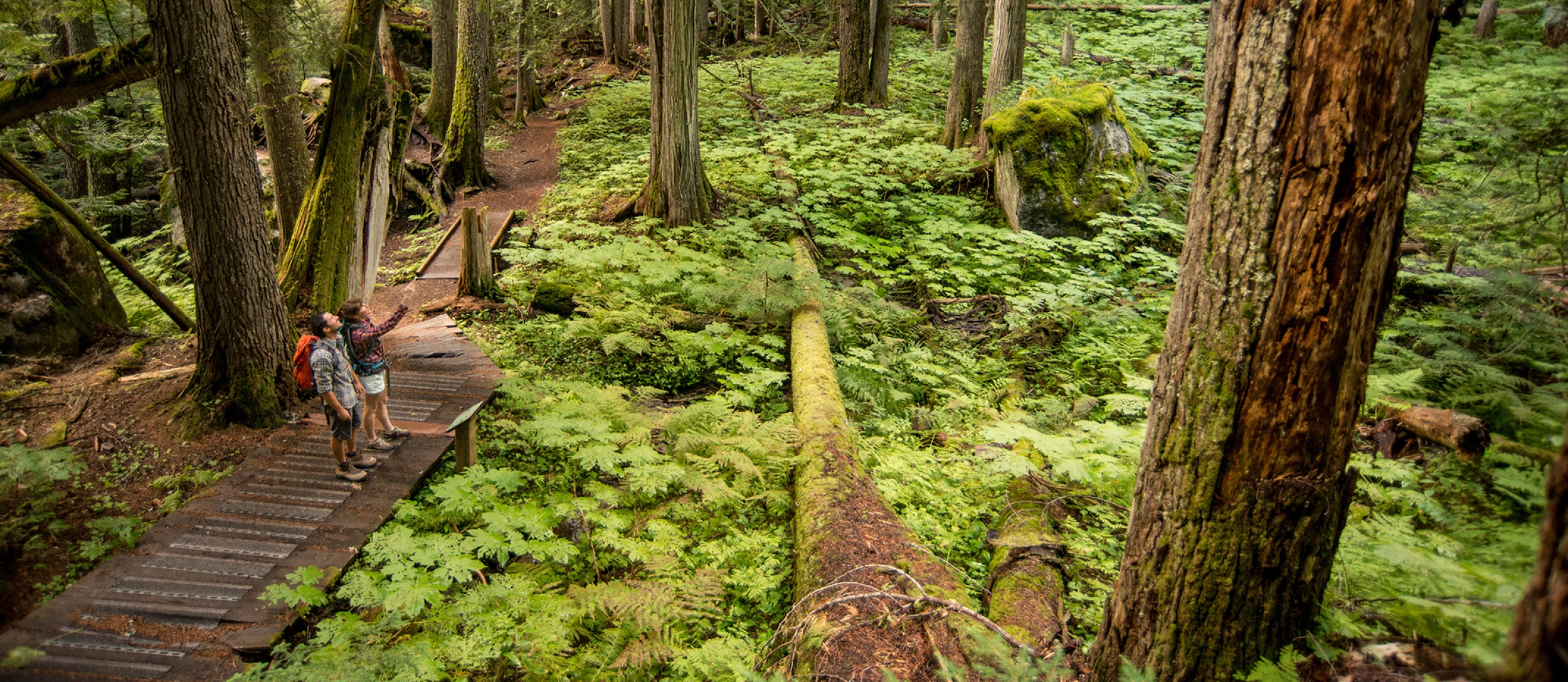 Two hikers on the trail in an old growth forest.