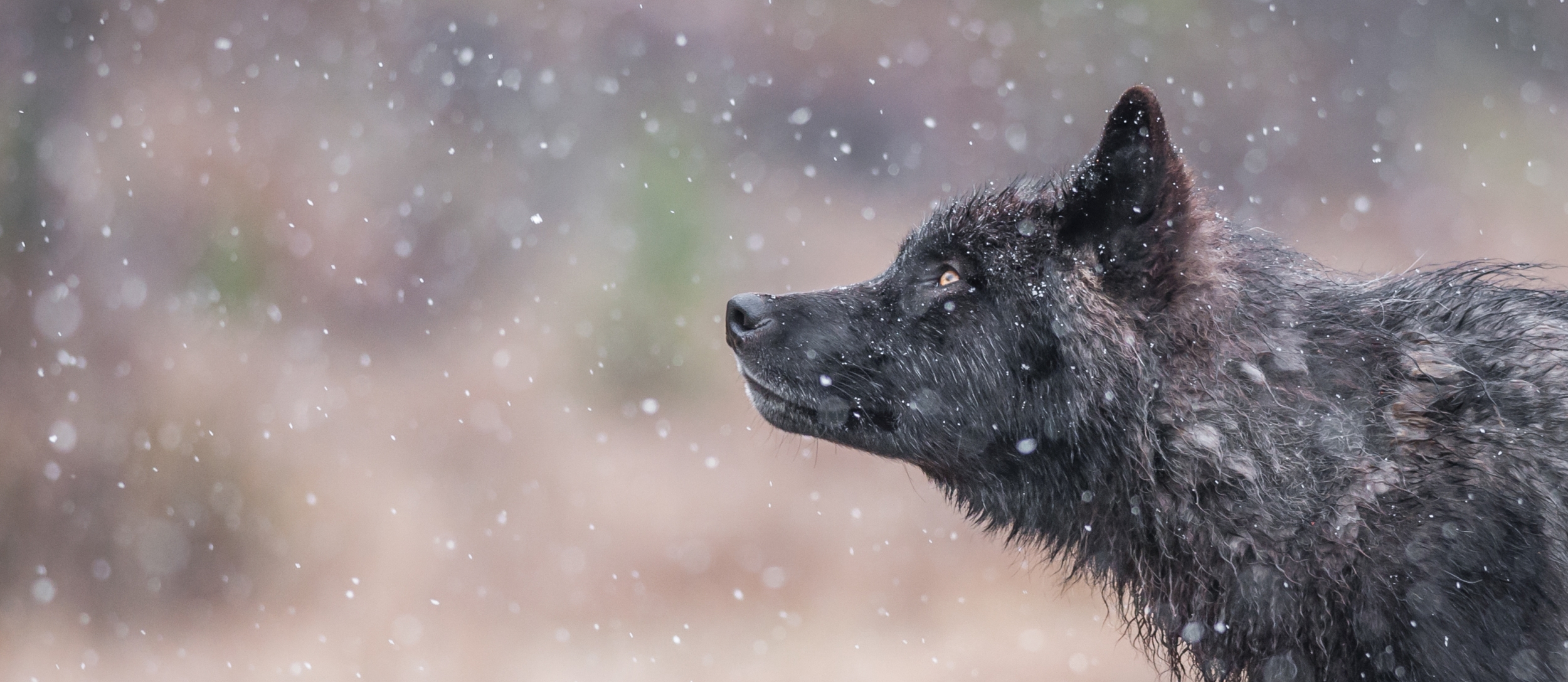 Kootenay wolf | Photo by Jesse Schpakowski