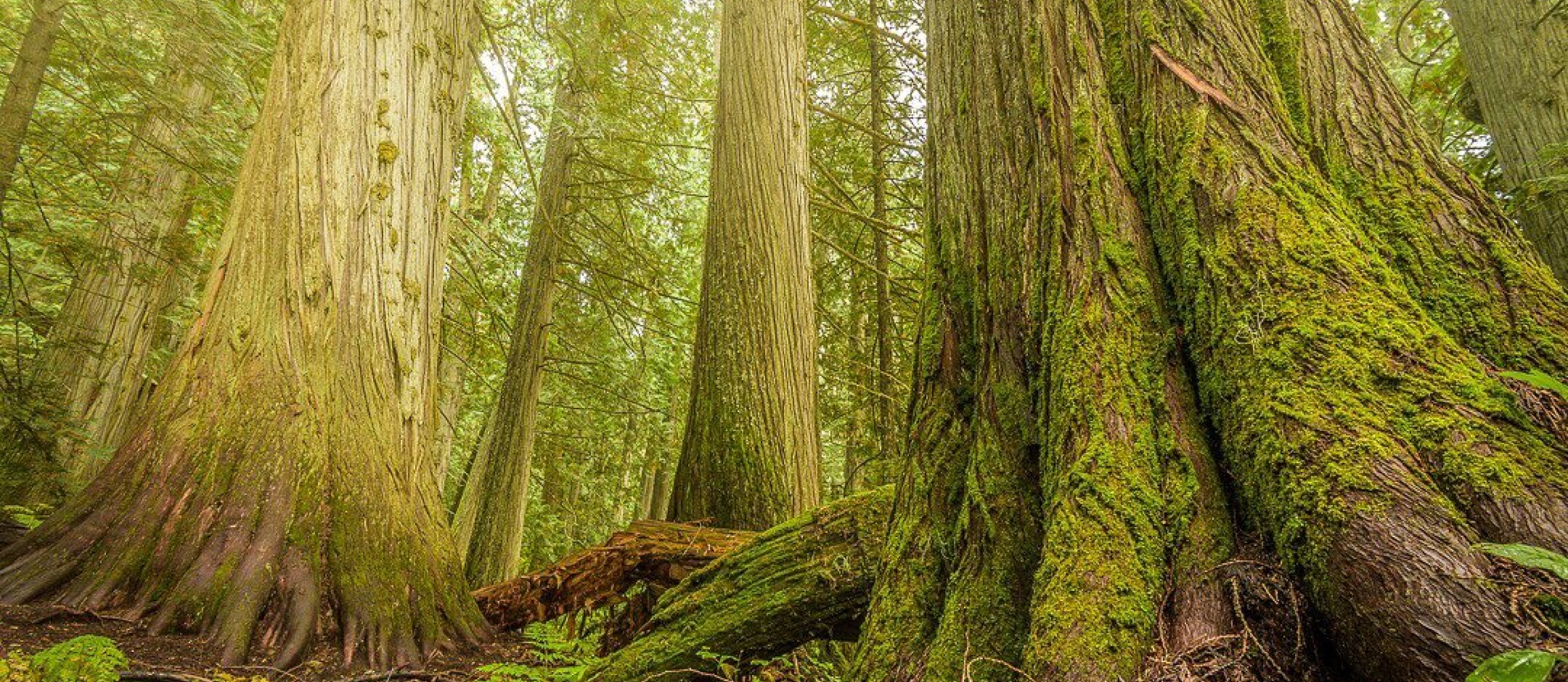 This region is home to the last-remaining Inland Temperate Rainforest on Earth|Photo by alpenglowphoto.ca