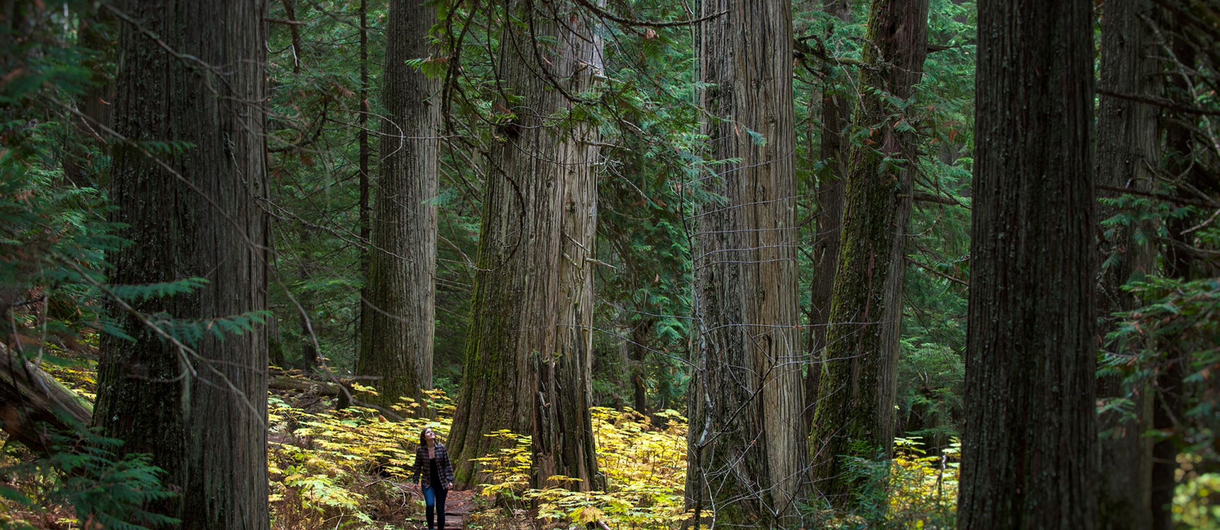 A person walking by a giant tree in the Kokanee Old Growth Forest, an outdoor recreation idea for Nelson BC