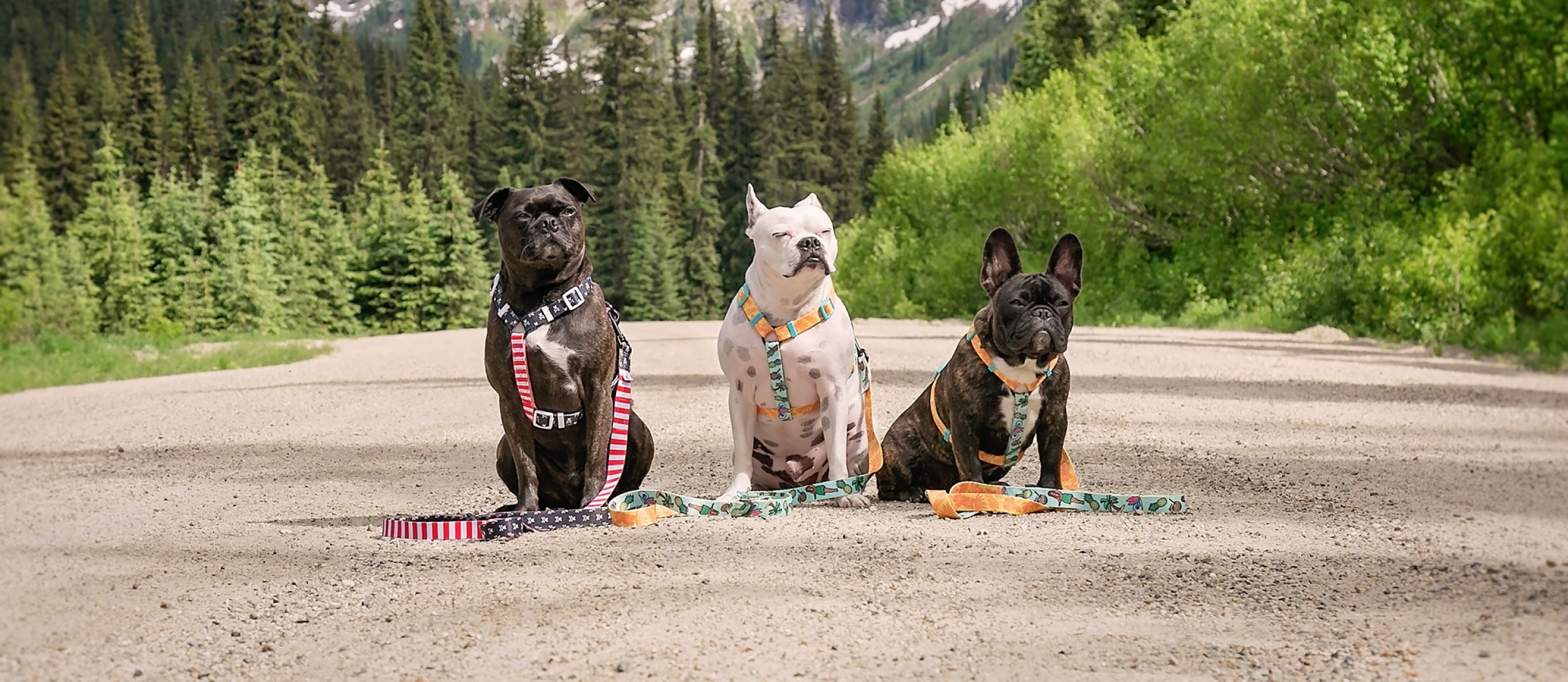 Three dogs wearing brightly coloured harnesses sitting on a dirt road with large mountains in the background.