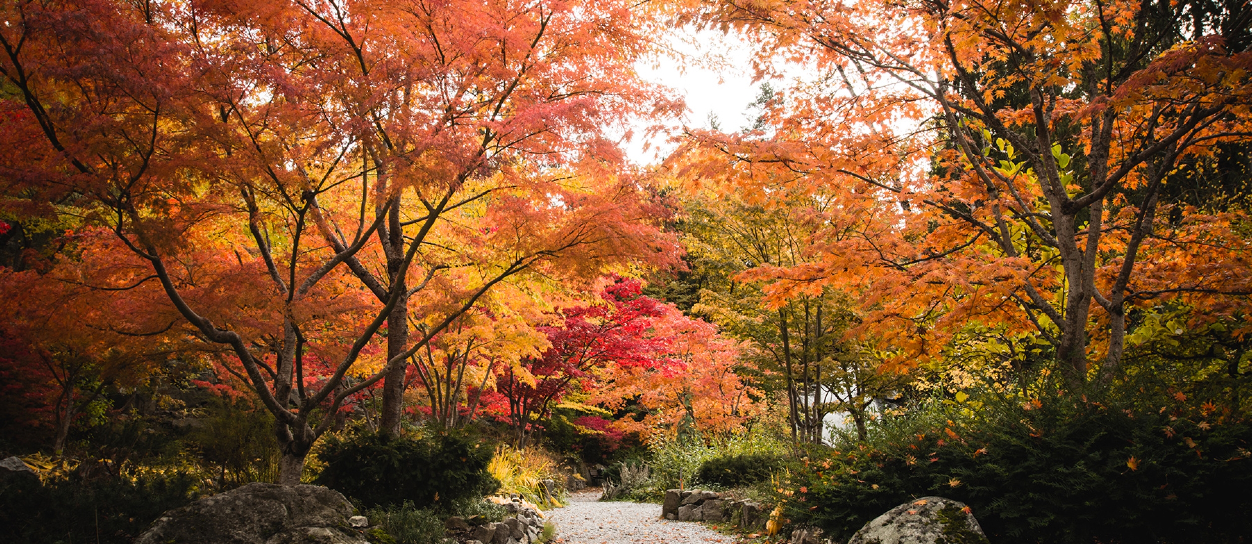 The path at Cottonwood Falls Park in Nelson with vibrant fall colours on both sides.