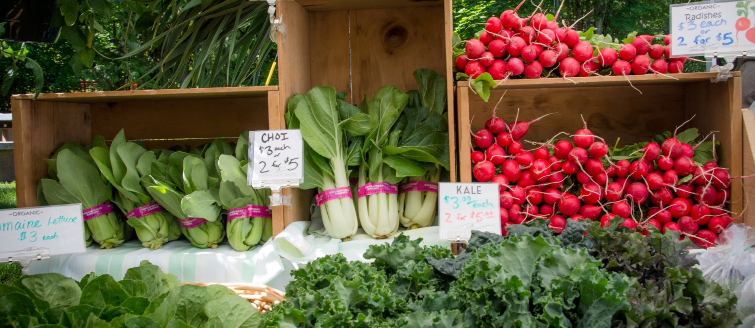 An array of colourful vegetables at the Nelson Farmers' Market. 