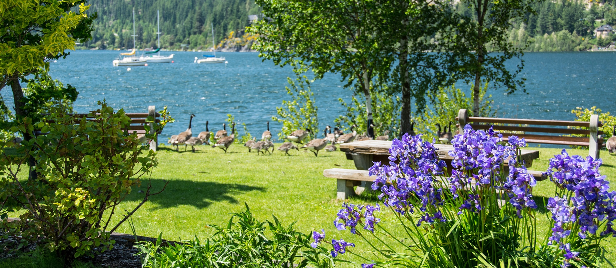 Purple flowers with Canadian Geese and Kootenay Lake in the background at Lakeside Park in Nelson, BC