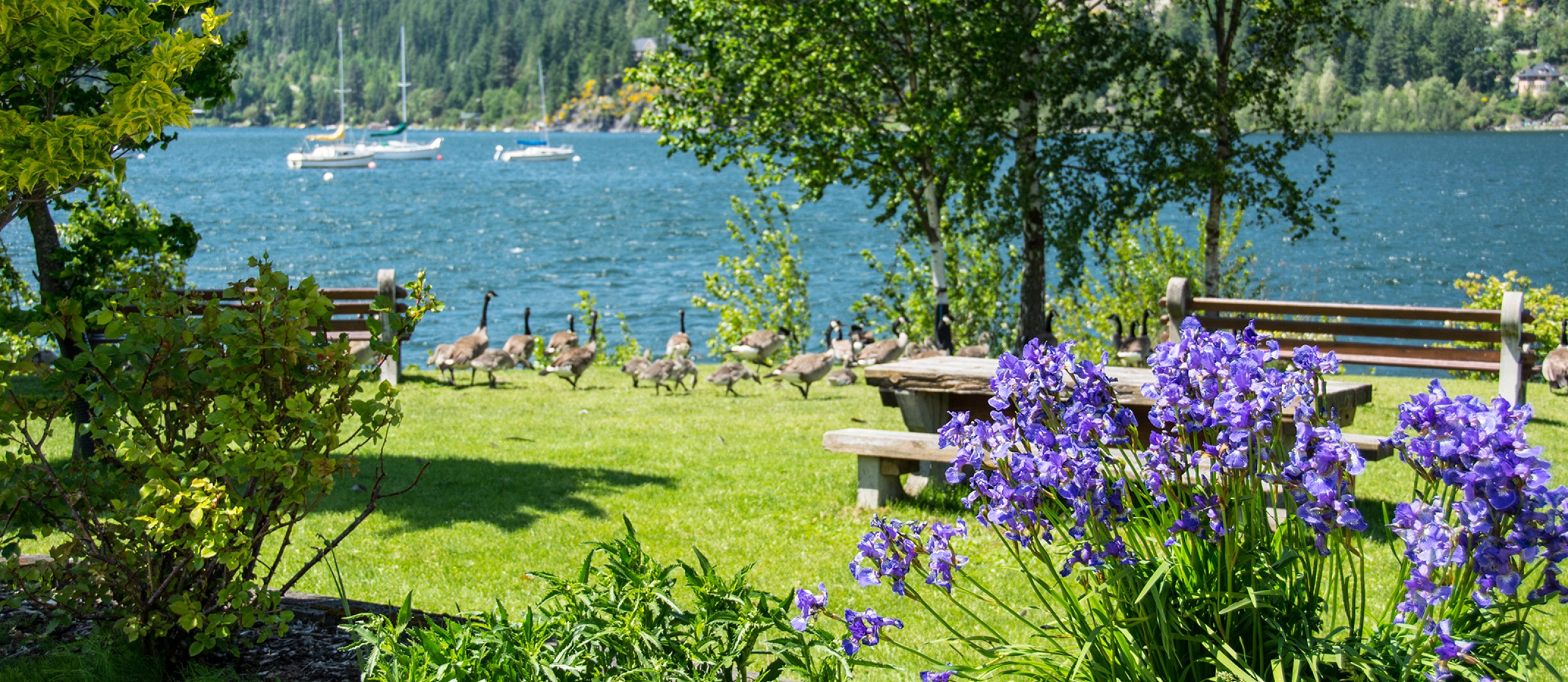 Purple flowers with Canadian Geese and Kootenay Lake in the background at Lakeside Park in Nelson, BC