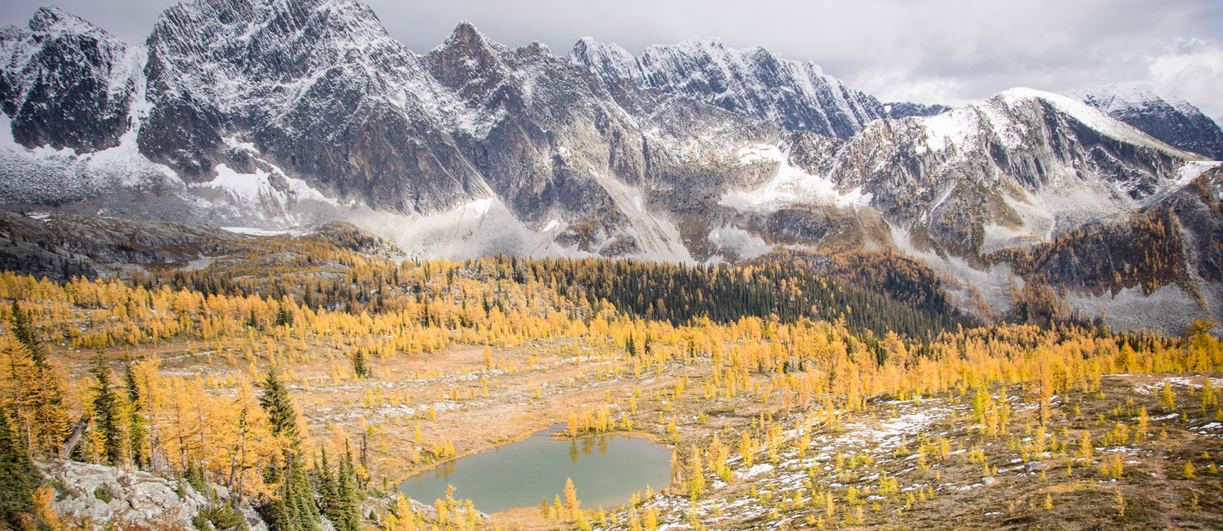 Monica Meadows covered in vibrant yellow large trees with the large Purcell Mountains in the background