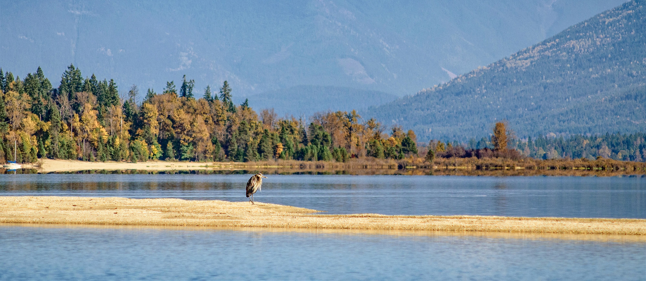 A heron standing on a sand spit near Nelson, BC