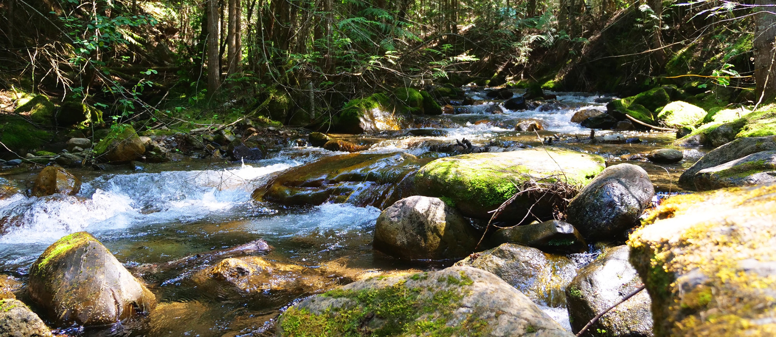 Moss covered rocks and Lockhart Creek, BC