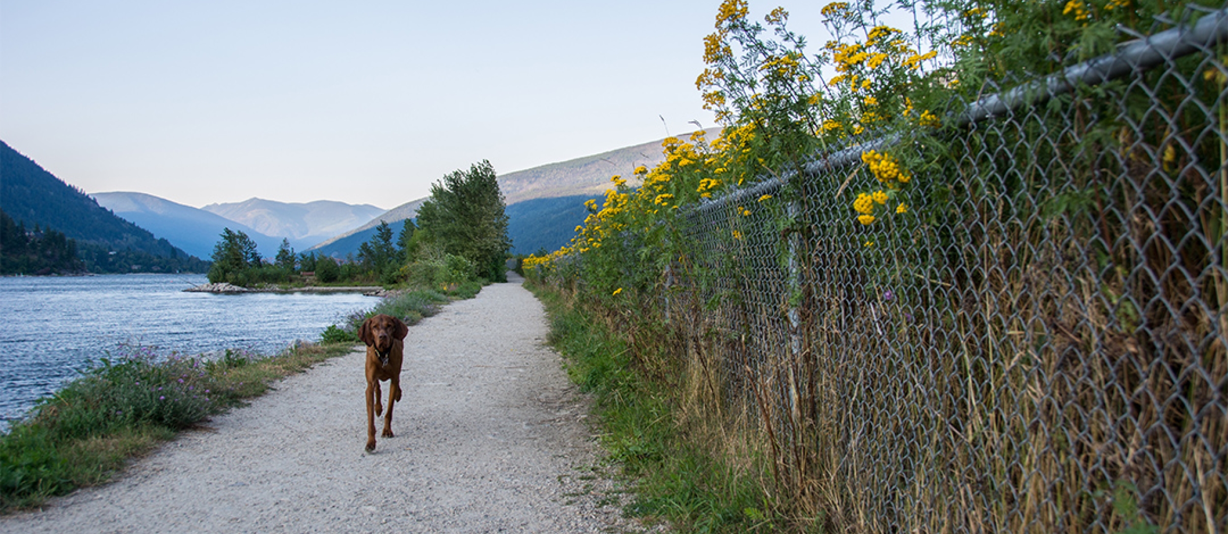 Lakefront Walkway Dog Park