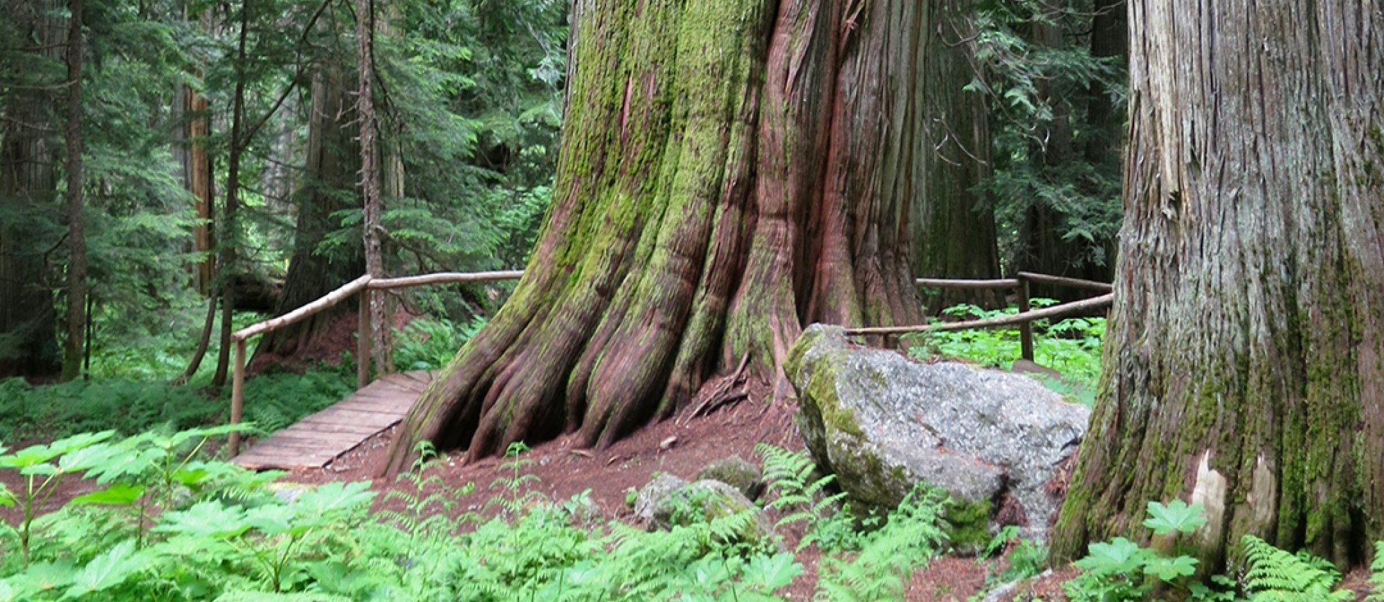 Kokanee Old Growth Cedars Trailhead