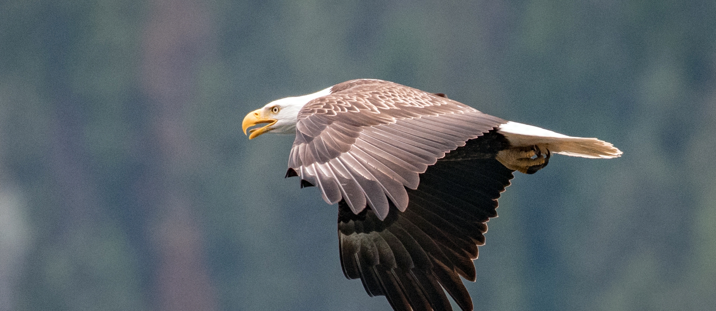 An eagle in flight amongst a forest