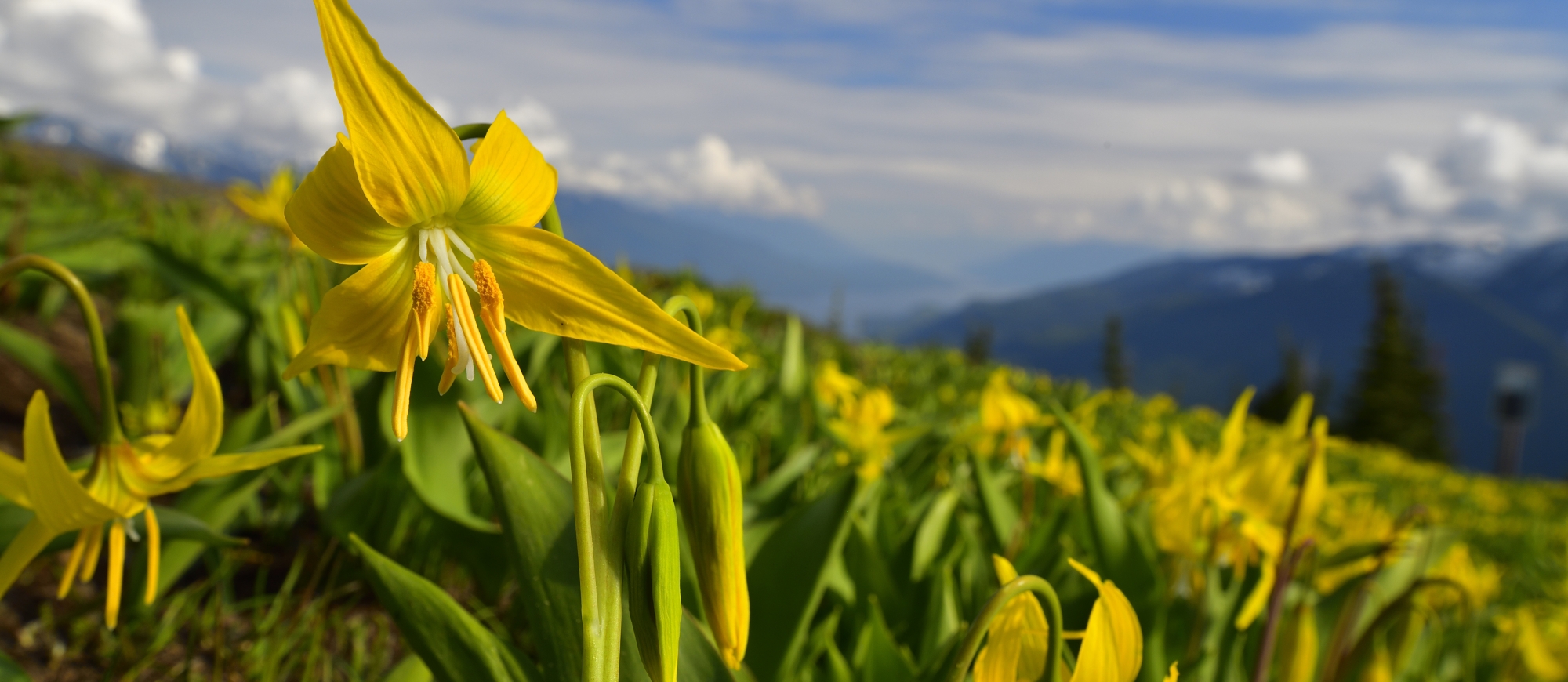 Yellow flowers blooming in a field in spring
