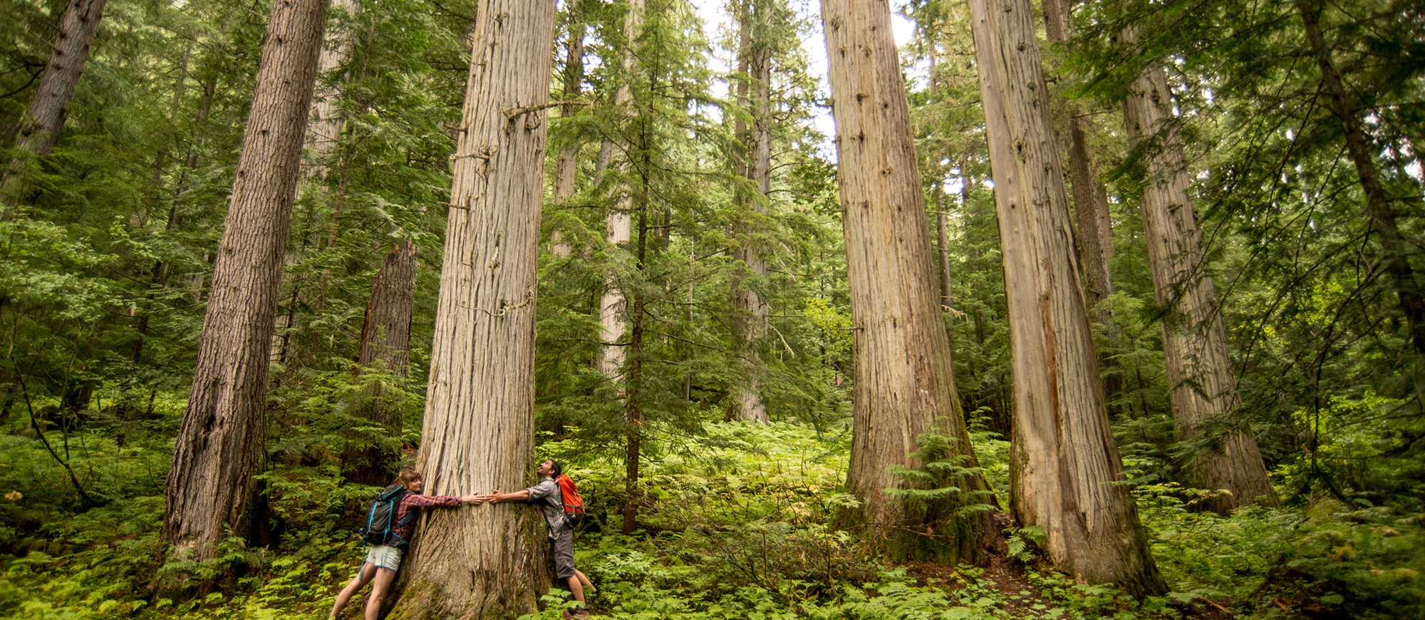 Two people in the Old Growth Forest of Kokanee glacier Provincial Park hugging a tree. 