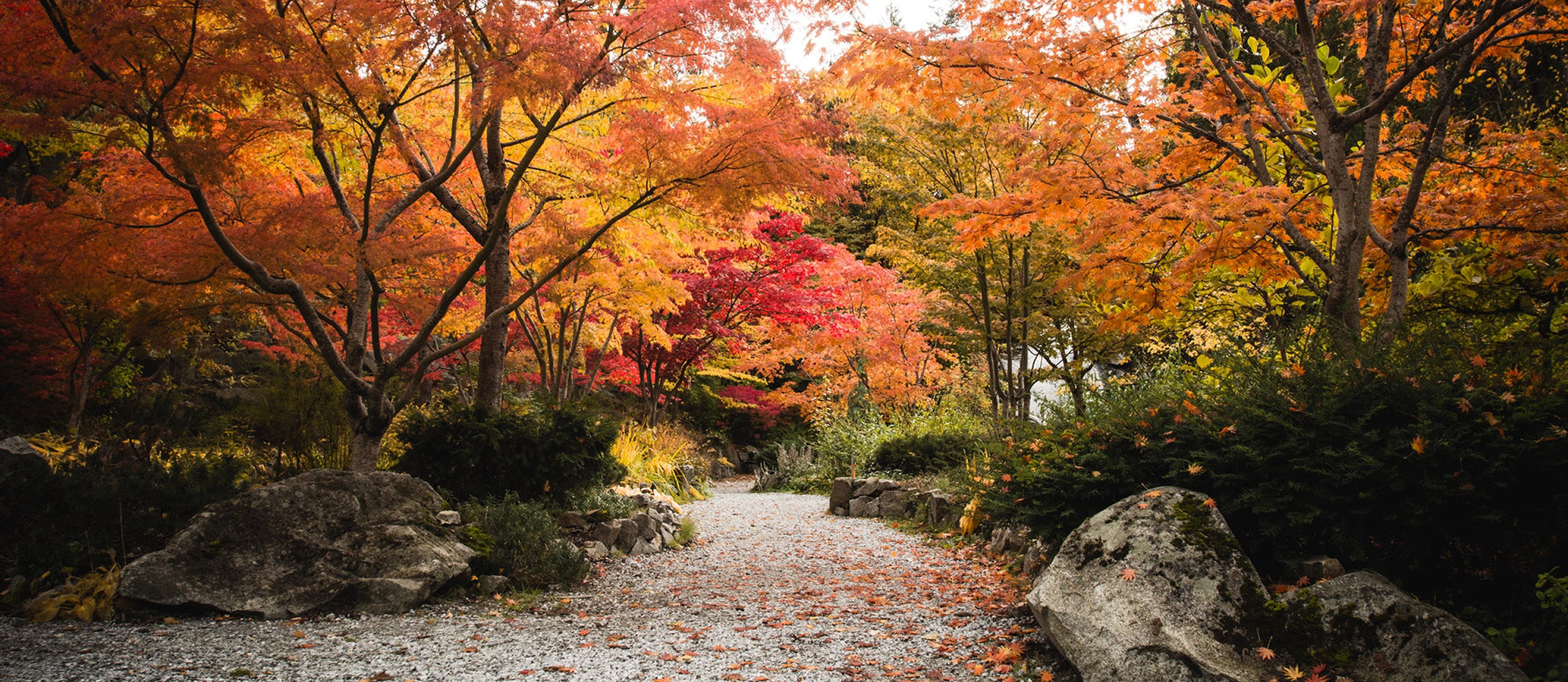 A path at Cottonwood Falls Park with the bright yellow and reds of fall.