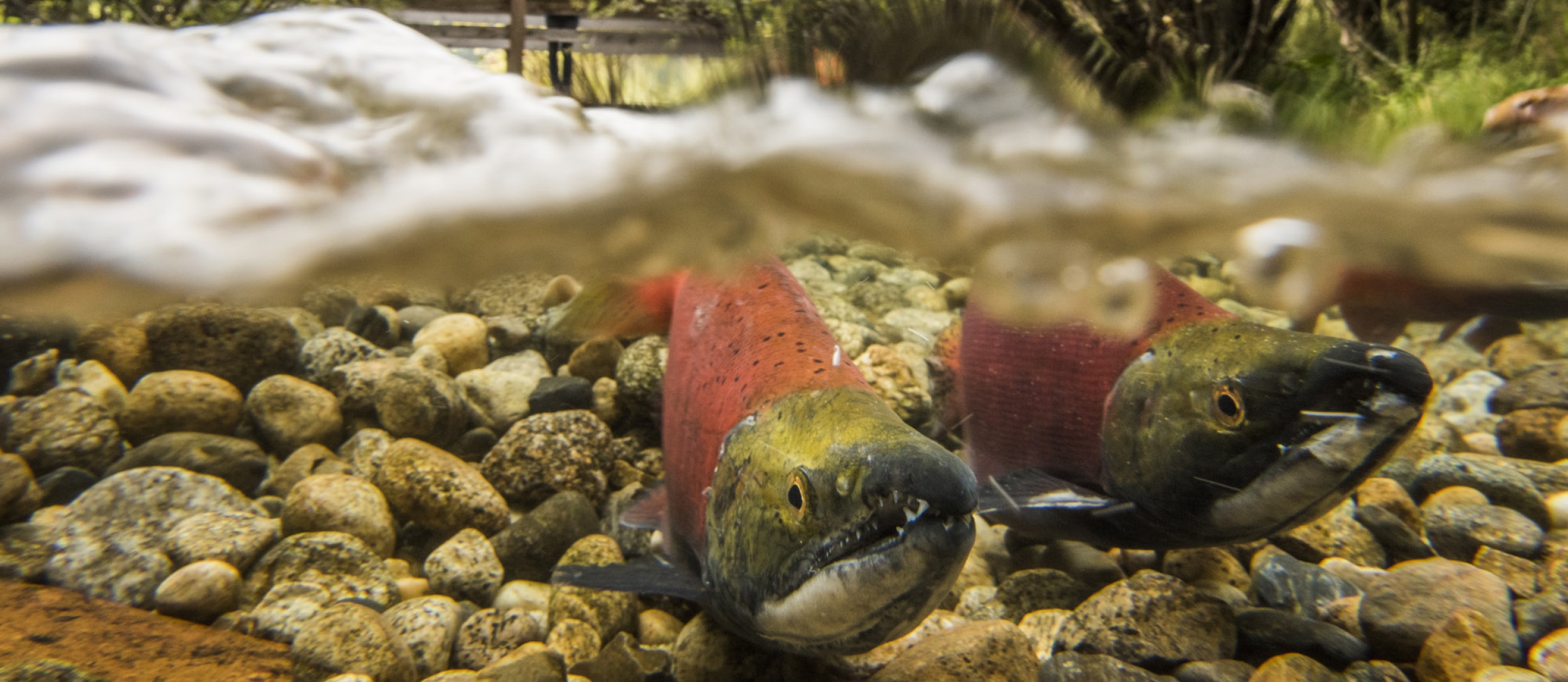 A person standing on a bridge at Kokanee Creek Provincial Park watching Kokanee Salmon spawning near Nelson, BC