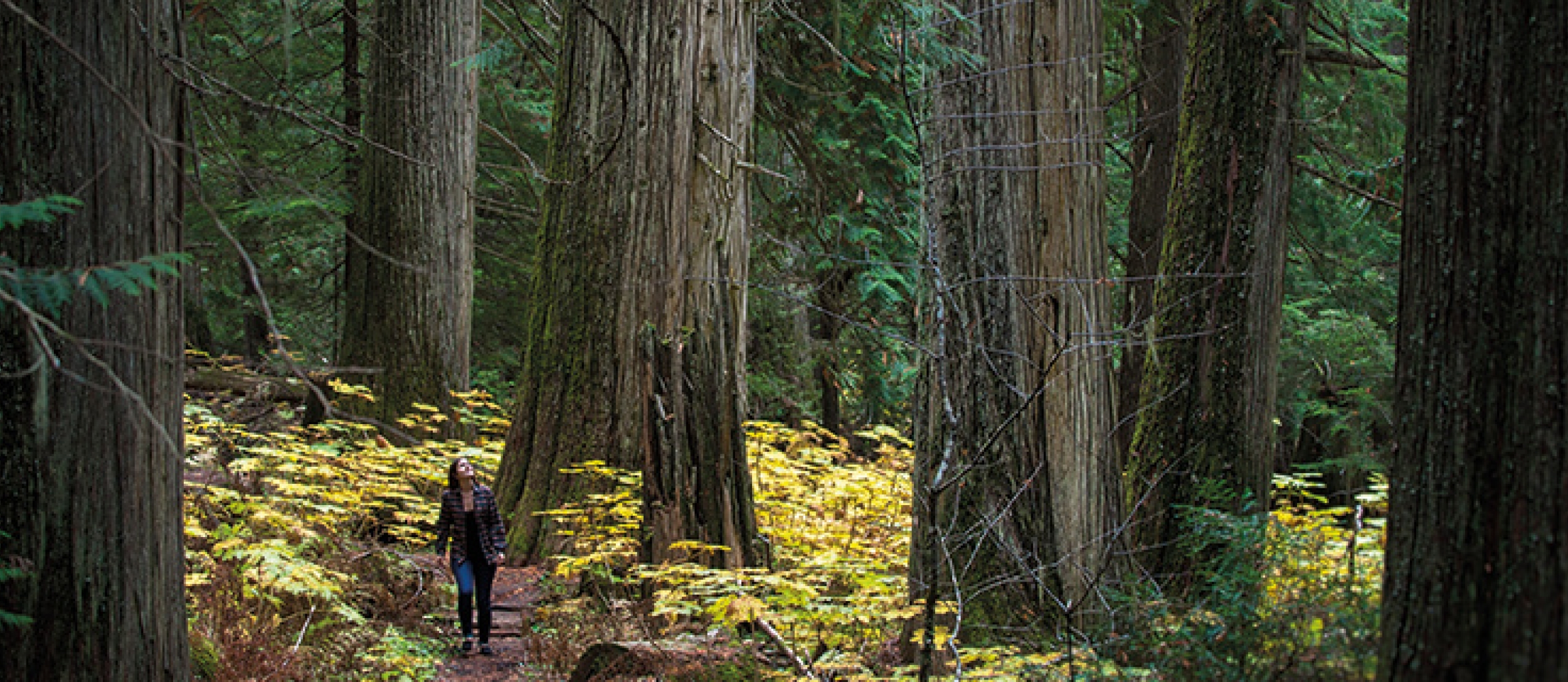 A girl walking the Old Growth Trail in Kokanee Glacier Provincial Park