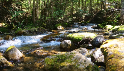 Moss covered rocks and Lockhart Creek, BC
