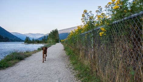 Lakefront Walkway Dog Park