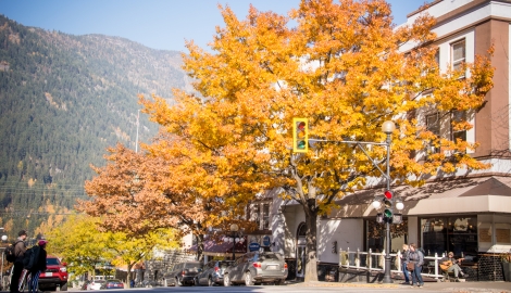 Autumn Leaves on Ward Street