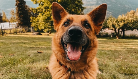 dog looking at camera