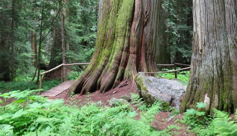 Kokanee Old Growth Cedars Trailhead